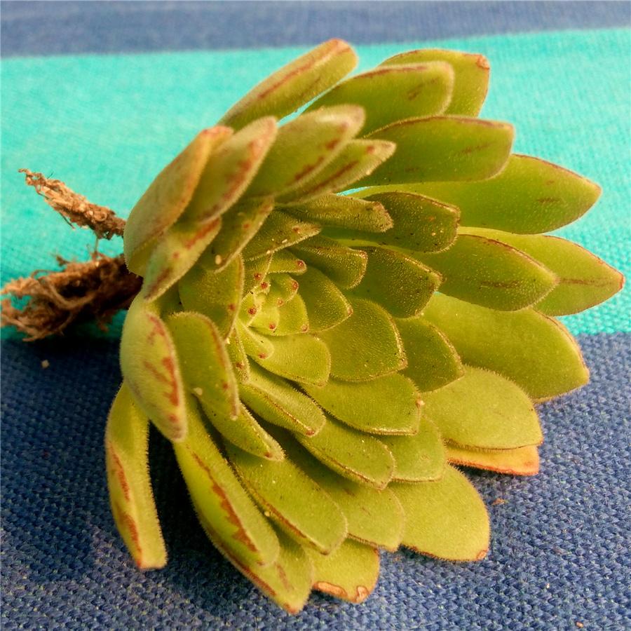 如何给孩子举行英语启蒙?学会这6个“笨方法”,能省不少早教钱“星空体育APP网站”(图2) 星空体育APP网站