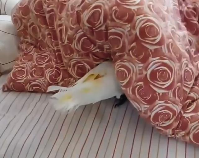 星空体育app下载