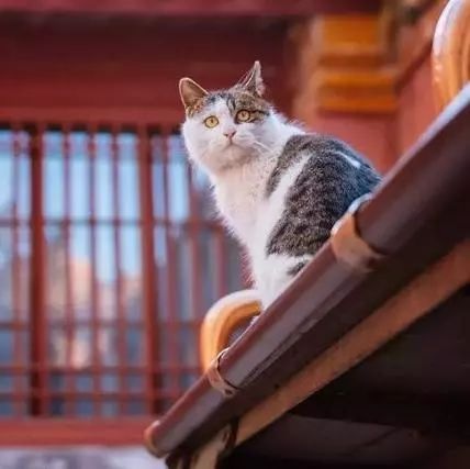 星空体育APP|全球快消品Top100榜单出炉 中国品牌7家入选(图3) 星空体育APP