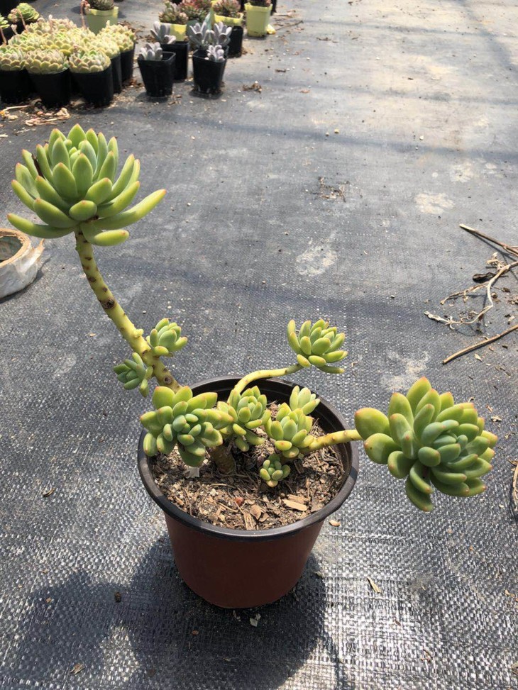 ‘星空体育app下载’秦皇岛市生态环境局召开创卫工作调度会(图1) 星空体育APP网站