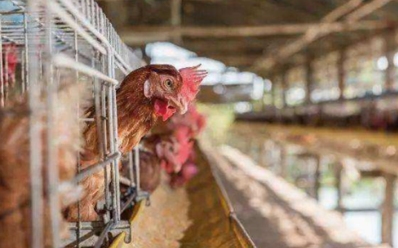 ‘星空体育app下载’秦皇岛市生态环境局召开创卫工作调度会(图2) 星空体育APP网站