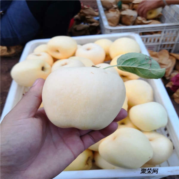 星空体育APP网站