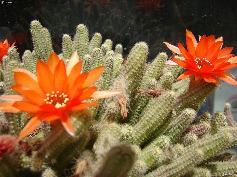 ‘星空体育APP网站’一个可以将英文音频转换成文本的工具 也可以在手机上录制和转换文本